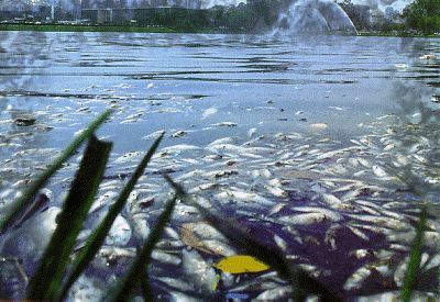 Ribeirinhos em alerta: agrotóxico mata peixes em distrito de Guajará-Mirim 