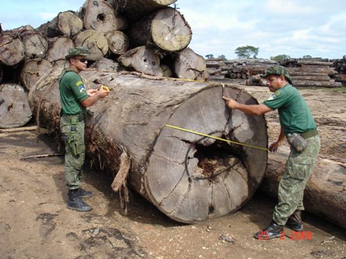 Polícia Ambiental fiscaliza madeireiras em Machadinho e Cujubim