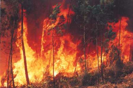 FESTCINE AMAZÔNIA – Aquecimento global será tema de debate durante o evento