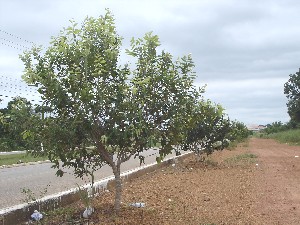 Programa de arborização da cidade inicia no Colégio Padrão - Foto