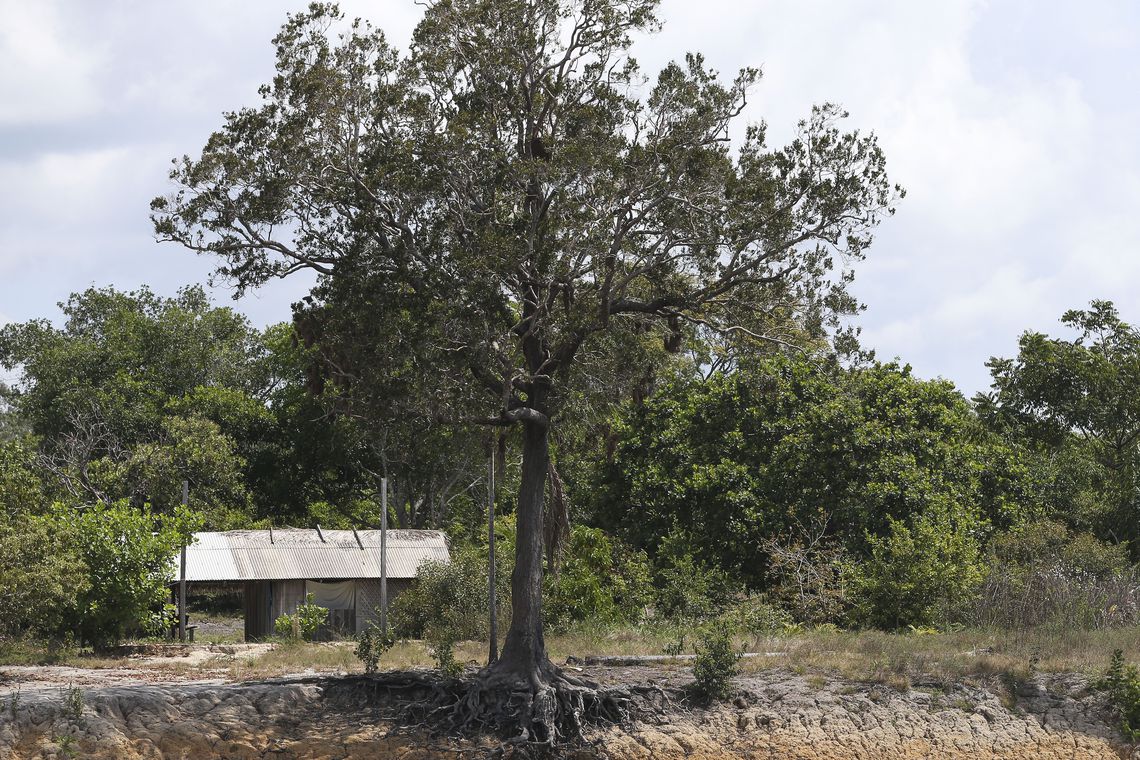 NATUREZA: Um milhão de espécies estão ameaçadas de extinção, mostra ONU