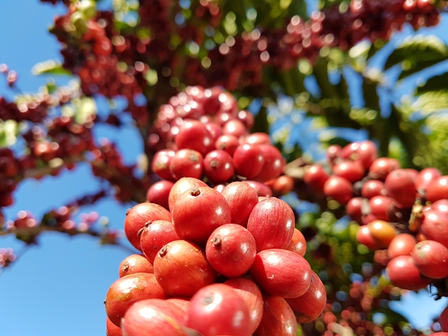 QUATRO SAFRAS: Embrapa abre inscrições de clones e propriedades para a Rede de Avaliação de clones de café