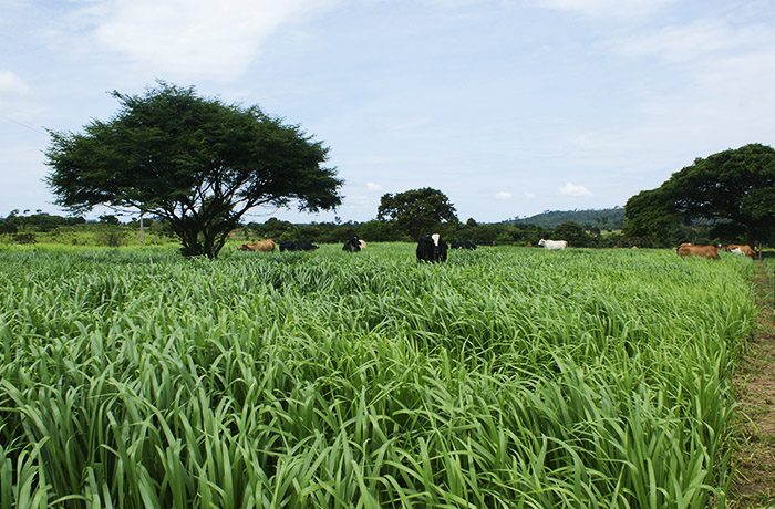 Tecnologia de inoculação incrementa a proteína do capim - braquiária em 25%