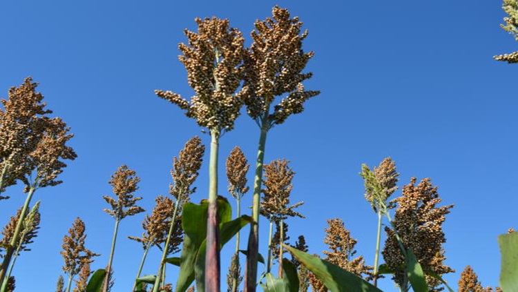 CULTURA: Região Norte apresenta condições adequadas para o sorgo forrageiro