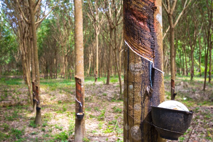 PASSADO E PRESENTE: Produtores lutam para retomar produção de borracha na Amazônia