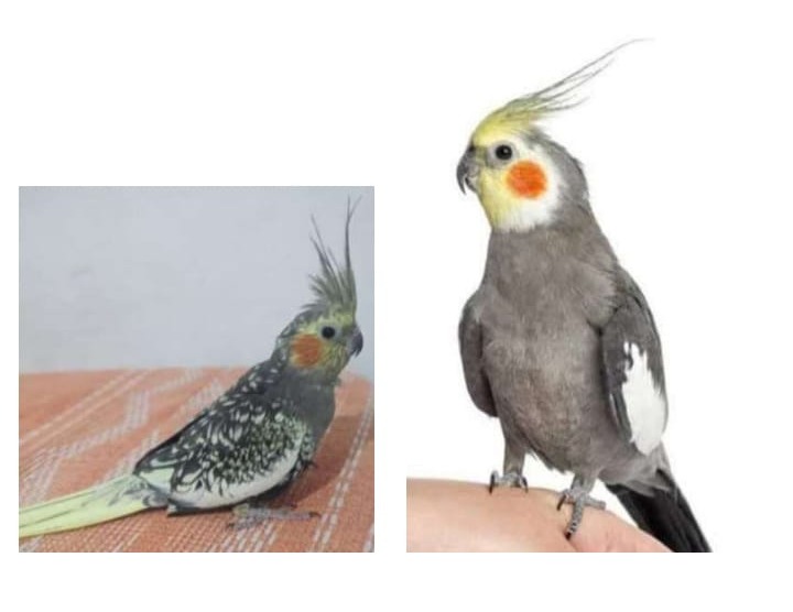 'MALU E CHICÓ': Tutora procura por calopsitas roubadas no bairro Cohab