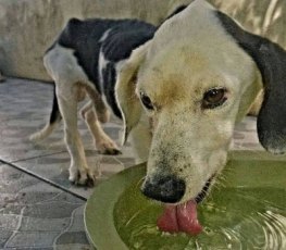 Bazar beneficente para ajudar animais resgatados acontece neste domingo 