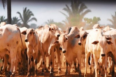 Prazo para vacinação contra febre aftosa se encerra amanhã