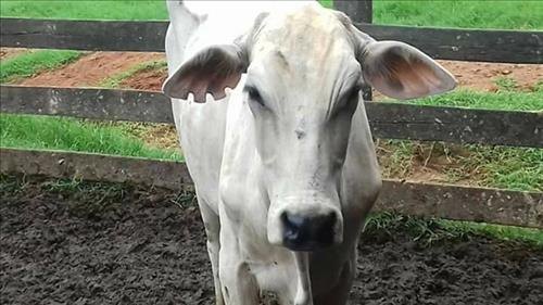 Ladrões invadem propriedade rural e furtam 38 cabeças de gado 