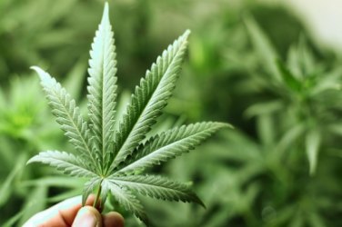 Decisão judicial obriga Anvisa a liberar medicamento derivado da maconha