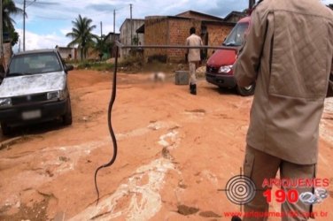 Corpo de Bombeiros captura Cobra na varanda de residência 