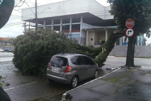 Tempestade derruba arvore e deixa via bloqueada no centro da capital