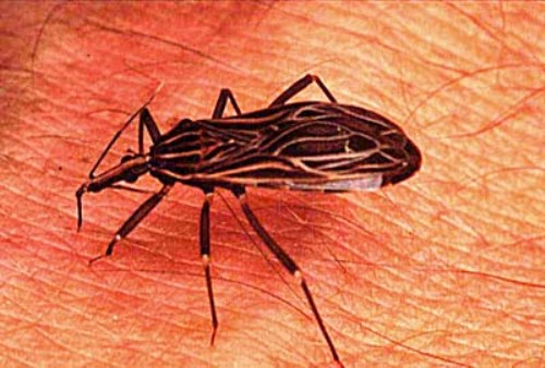 Doença de Chagas terá tratamento especial de prevenção em Rondônia