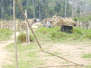 Posseiros não resistem à reintegração de posse em Alvorada do Oeste - Foto