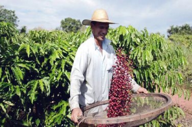 Nestlé quer comprar café de Rondônia