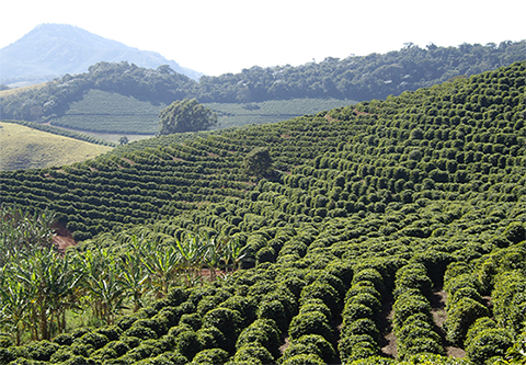 LEVANTAMENTO: Produtividade do café cresce mais de 18% nesta safra