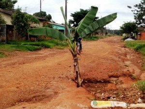 Bananeira “nasce” em rua esburacada no Cristo Rei