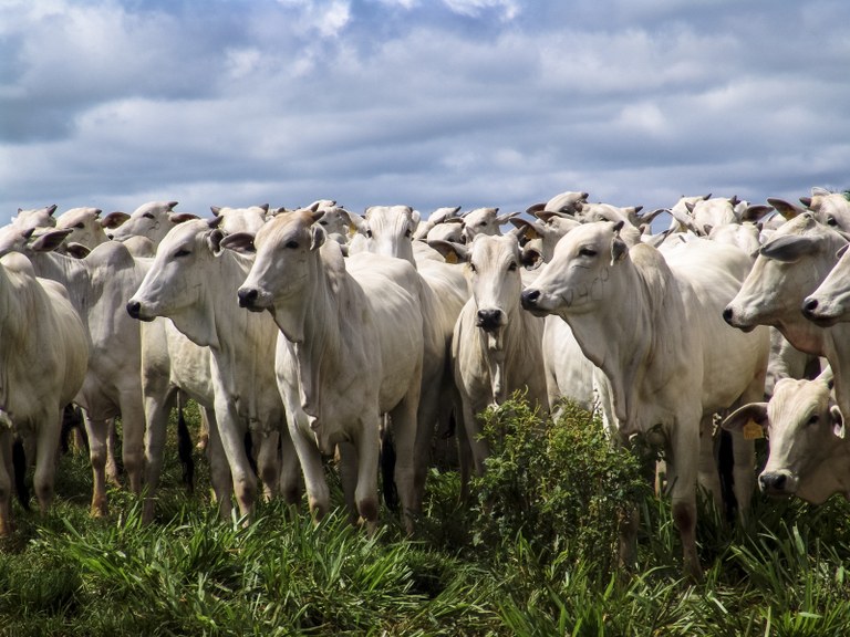 QUALIDADE: Ministério publica regras para avaliação de produtividade de animais