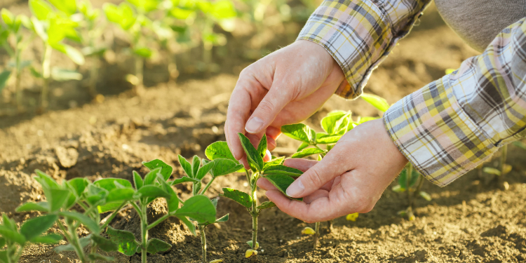 SUSTENTABILIDADE: Agronegócio também preserva, diz Embrapa