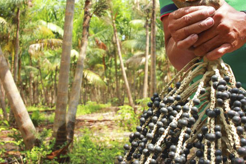 COMPENSAÇÃO: Países da Amazônia se unem pela criação do fundo de preservação de florestas 