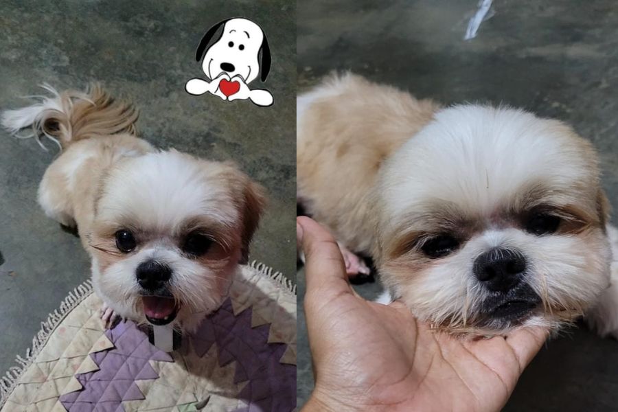 FINAL FELIZ: Após reportagem, tutores de shih-tzu encontram cachorrinho 