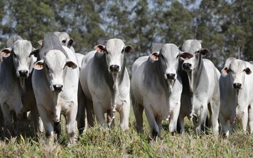 Pedido de Licença Ambiental por Declaração