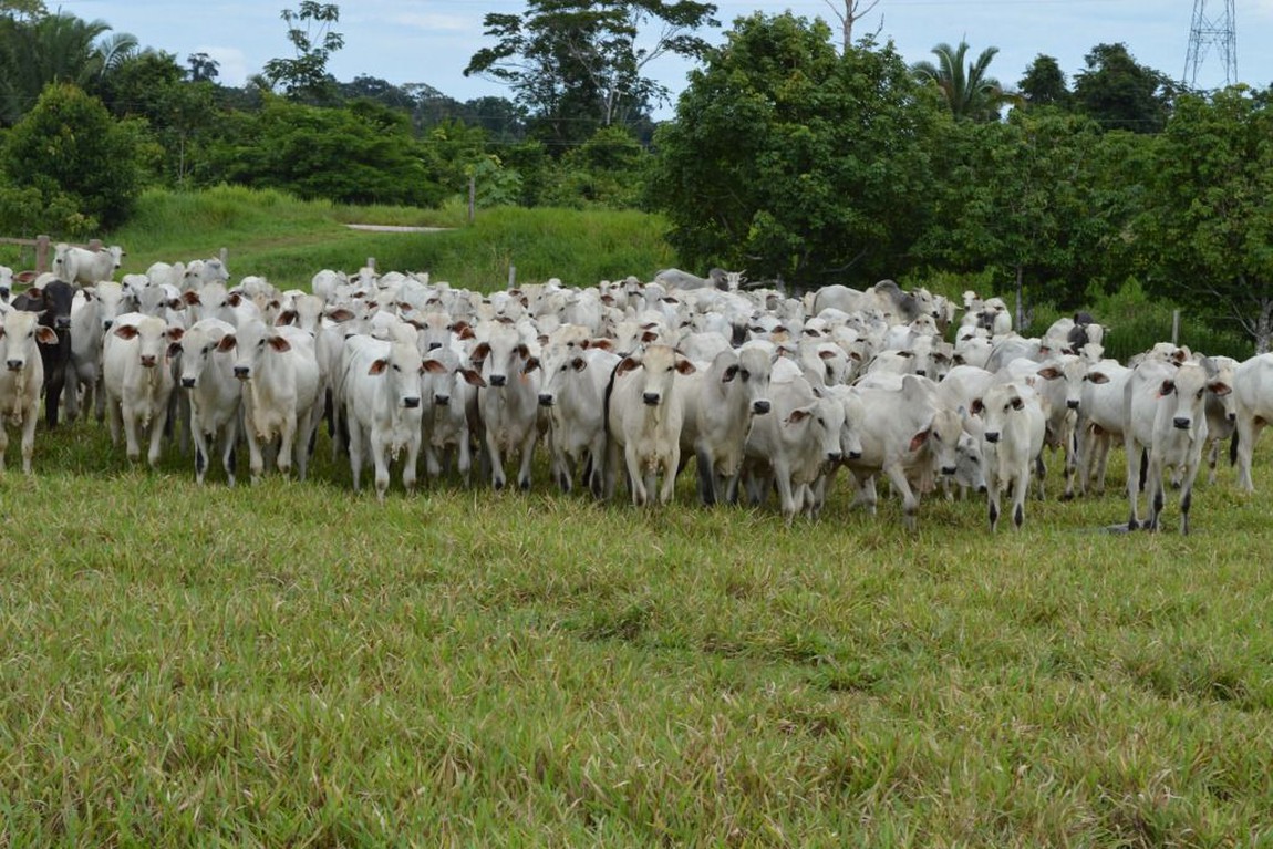 CRESCIMENTO: Ipea revisa para cima projeção do PIB do agronegócio nacional