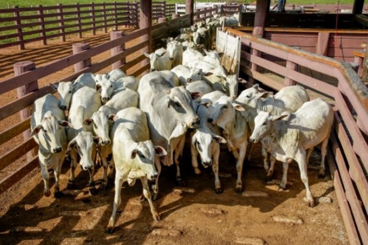 DOENÇAS EM ANIMAIS: Capacitação é organizada para fortalecer vigilância em Rondônia