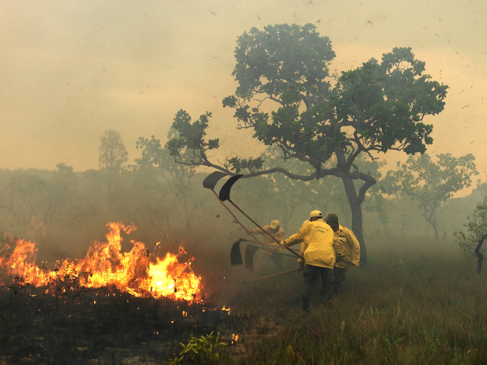 NACIONAL: ICMBio anuncia processo seletivo para agente temporário ambiental