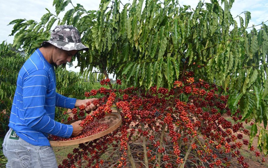 CAFEICULTURA: Qualidade do Concafé reforça a produção em Rondônia