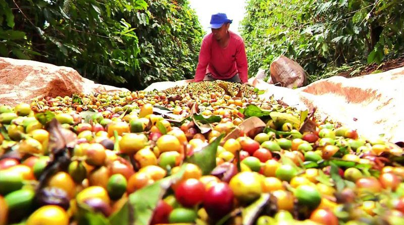 MERCADOS: Com acordo Mercosul-UE, café brasileiro pode ampliar presença no exterior