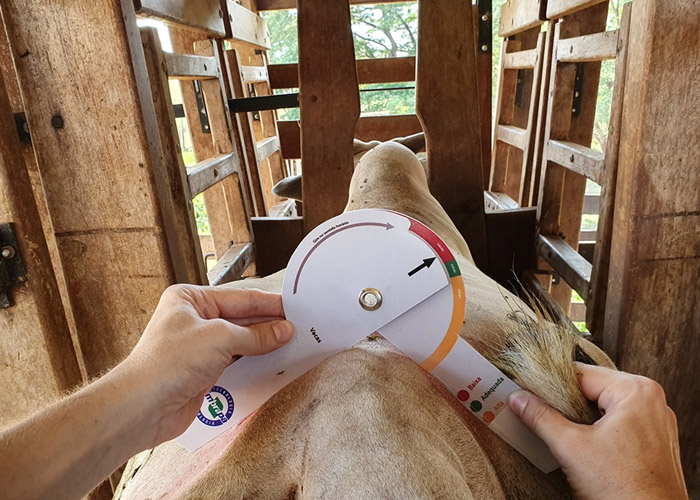 TECNOLOGIA: Dispositivo para avaliação de carcaça bovina está disponível aos pecuaristas