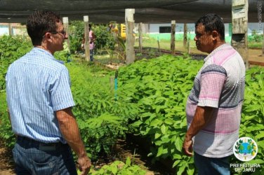 Projeto que cria viveiro municipal de mudas é aprovado na câmara de Jaru