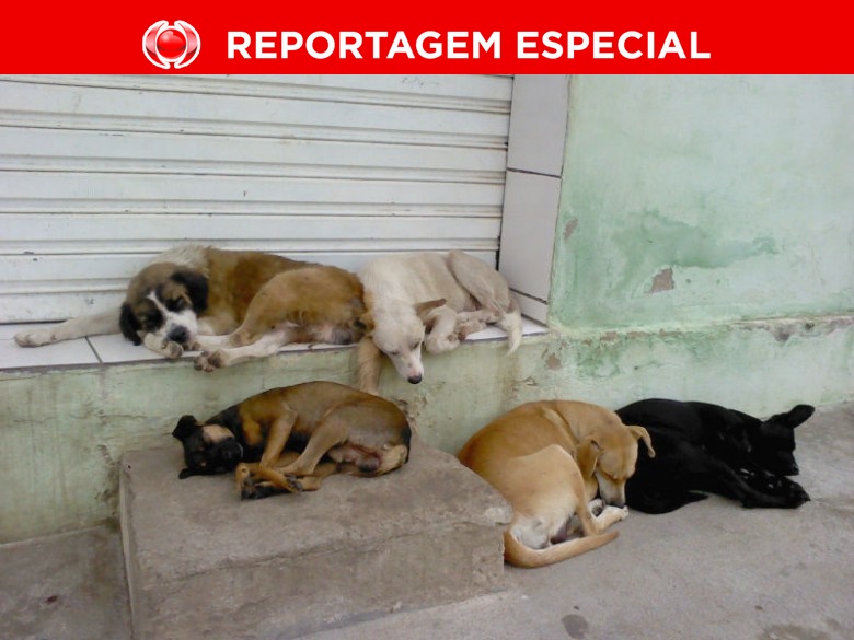 OMISSÃO: Animais de rua sofrem com falta de ações dos poderes públicos