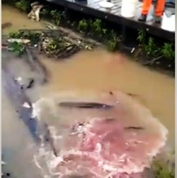 IMPRESSIONANTE – Vídeo mostra voracidade de peixes carnívoros no rio Madeira