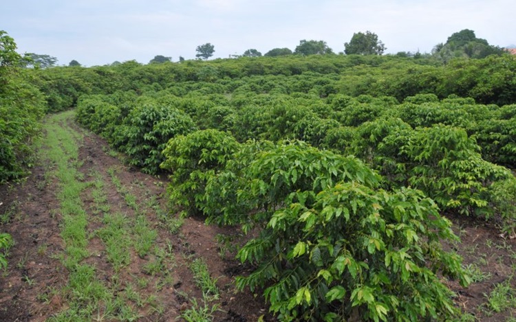 'PLANTE MAIS':  Programa vai incentivar aumento da produção cafeeira e cacaueira em RO