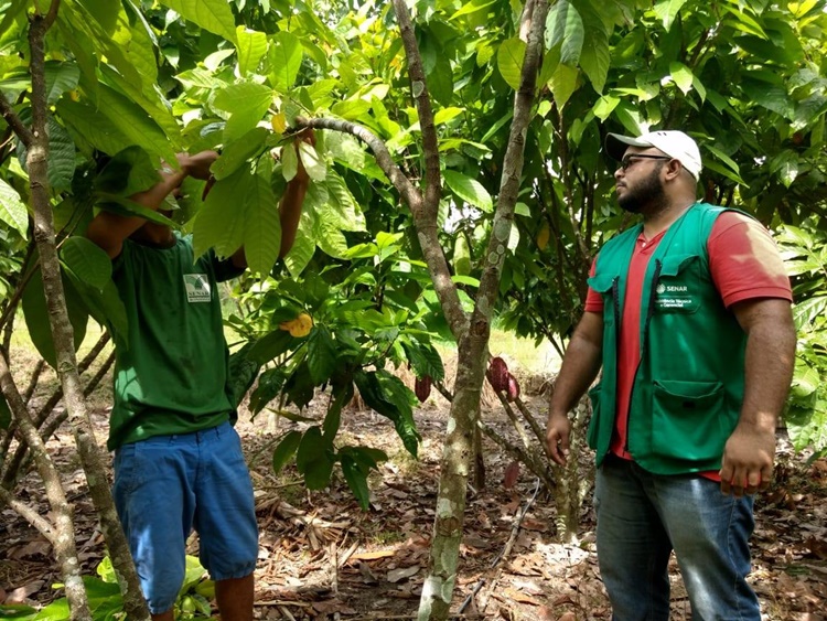 BOA NOTÍCIA: Rondônia conquista cadeira na Câmara Setorial do Cacau no MAPA