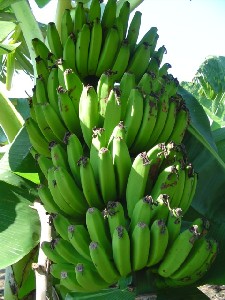 Embrapa Rondônia e Sebrae debatem com sociedade diagnóstico da fruticultura