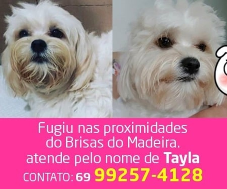 PROCURA-SE: Família busca por cachorrinha desaparecida na capital