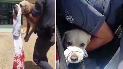 MALDADE: Mulher ataca com faca cachorro pertencente ao marido após briga