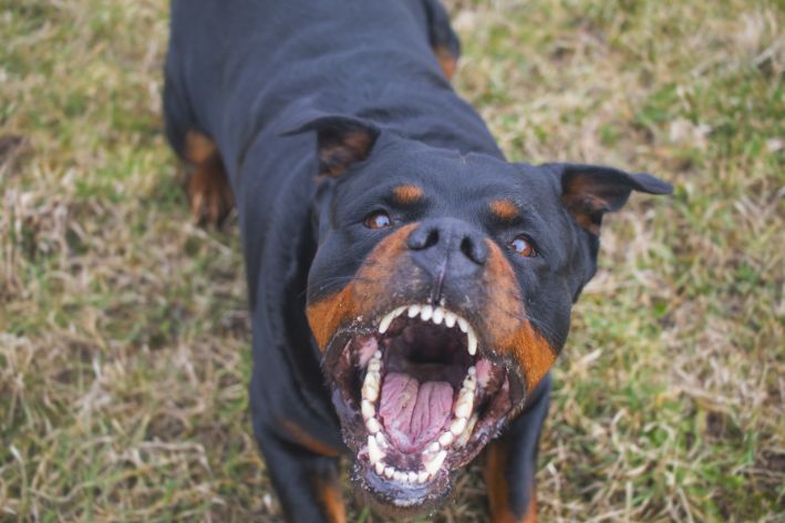 GRAVE: Mãe e bebê de 1 ano são atacadas por cães da raça Rottweiler