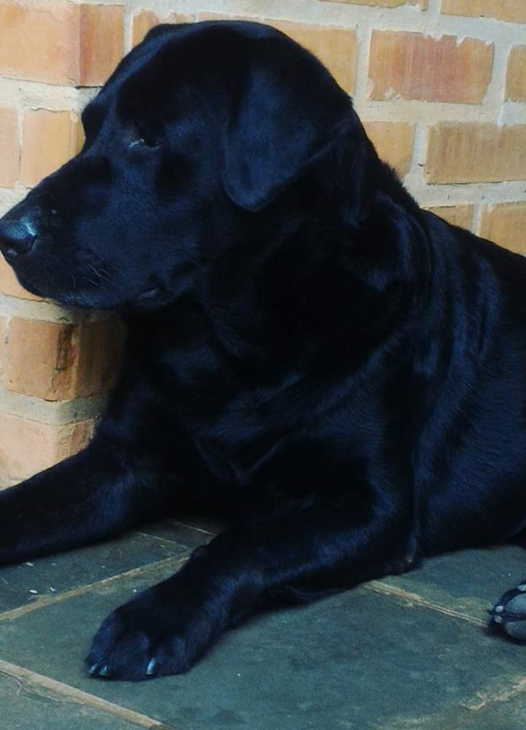 ZEUS: Cachorro com problemas de saúde desaparece e donos lutam para achá-lo