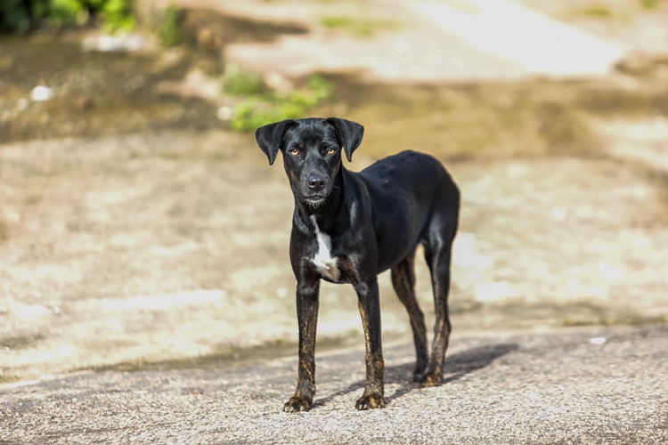 CÃES E GATOS: Vacinação antirrábica começa em Porto Velho nesta segunda (20)