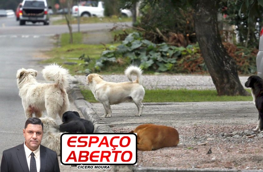 ESPAÇO ABERTO: Prefeitura investe para retirar cães e gatos das ruas da capital