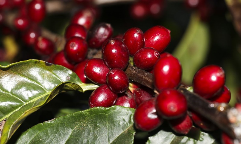 PRODUÇÃO: Safra de café 2022 poderá alcançar a marca de 53,4 milhões de sacas