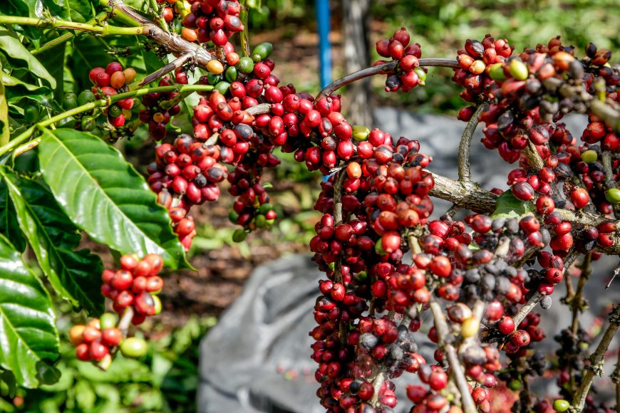  DIA DO CAFÉ: Qualidade da espécie coffea canephora de Rondônia é destaque