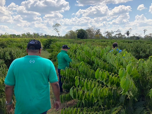 AGRICULTURA: Porto Velho fará lançamento oficial do Programa Pró-café 2018/2019