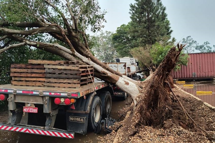 VÍDEOS: Temporal com ventania derruba árvores, atinge empresas e provoca estragos