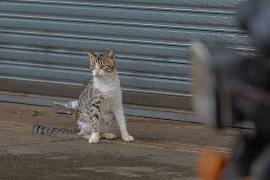 SUJEITO À PRISÃO: Prefeitura alerta que abandono e maus-tratos de animais são crimes