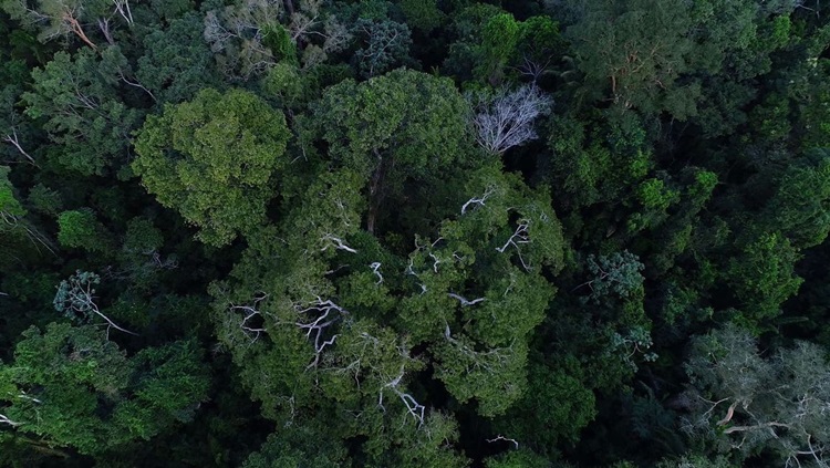 AMAZÔNIA: Fórum Florestal reúne mais de 40 organizações em prol da preservação